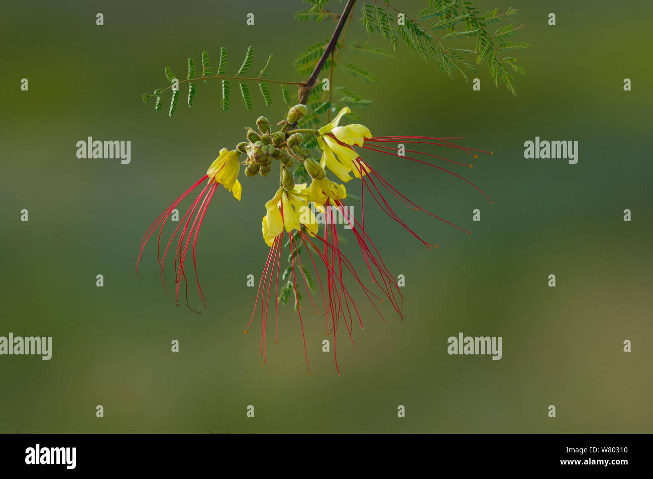 Crimson threadflower (Caesalpinia gilliesii) Calden Forest, La Pampa, Argentina. Stock Photo