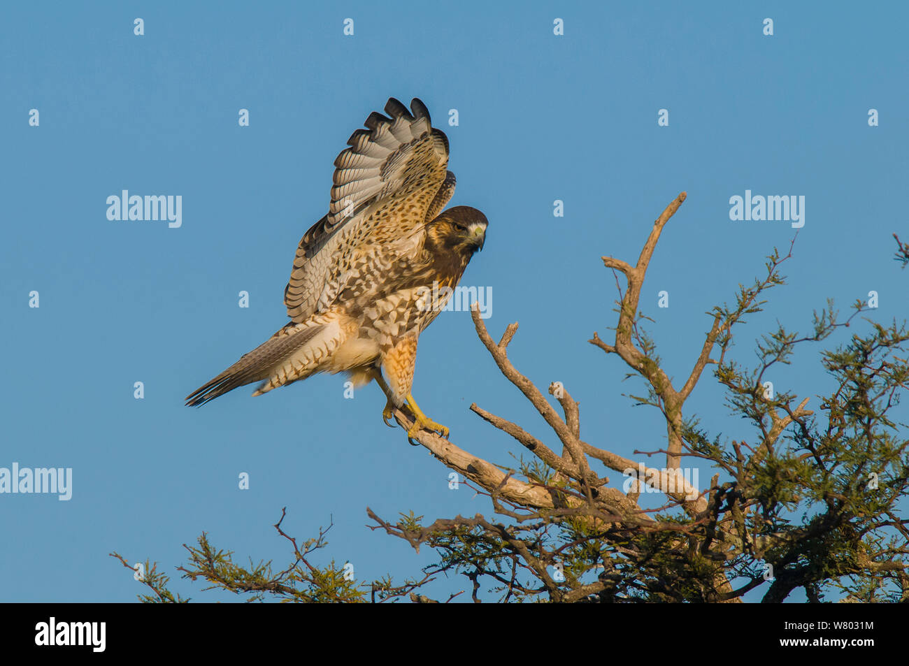 Variable hawk (Geranoaetus polyosoma) juvenile landing on branch, La Pampa, Argentina Stock Photo