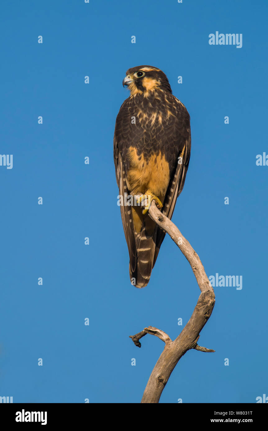 Aplomado Falcon (Falco femoralis) La Pampa, Argentina. Stock Photo