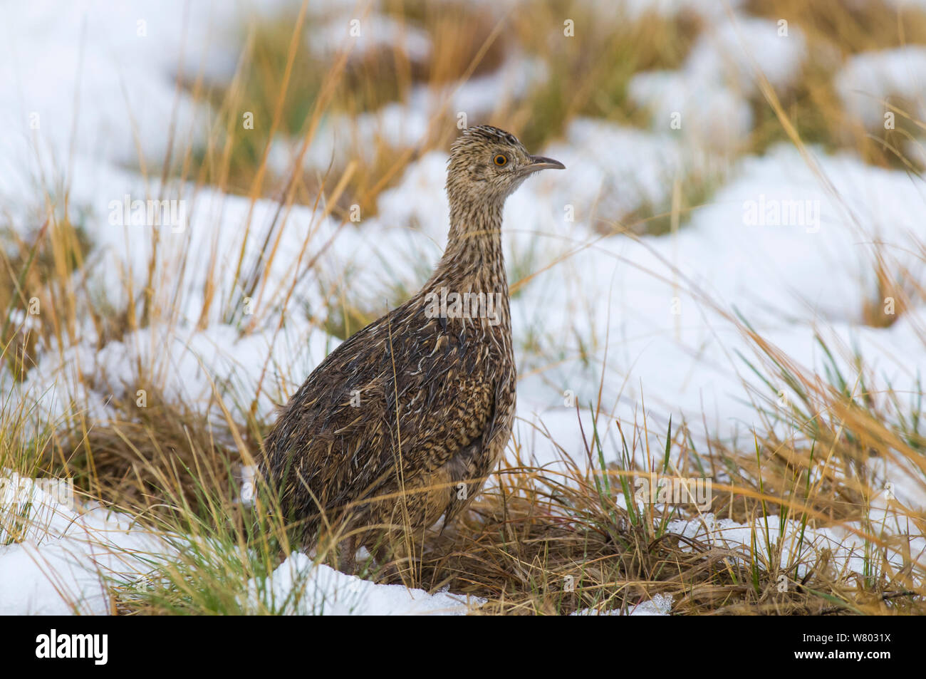 Spotted nothura (Nothura maculosa) in snowy grassland, La Pampa, Argentina Stock Photo