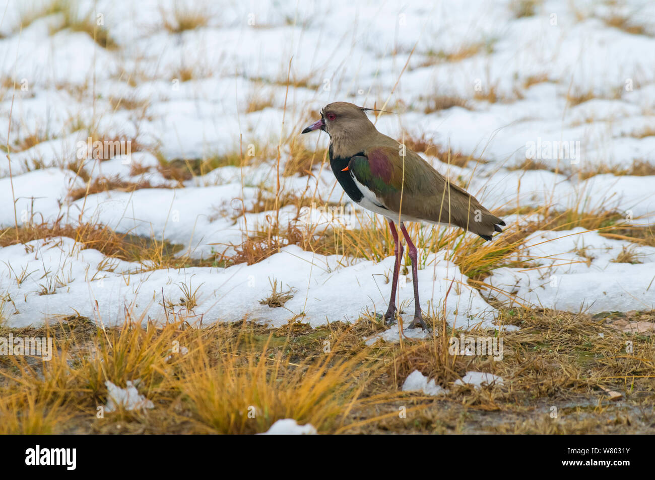 Southern lapwing (Vanellus chilensis) in with spur on its wing, in snowy grassland, La Pampa , Argentina Stock Photo