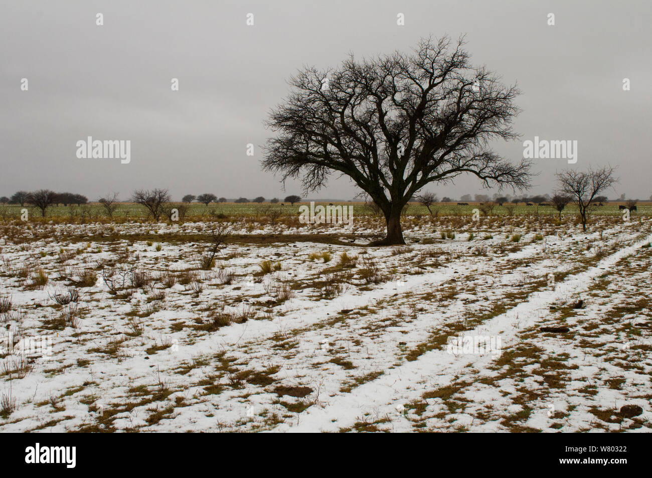 Snowy Pampas landscape with Calden tree (Prosopis Caldenia) La Pampa , Argentina Stock Photo