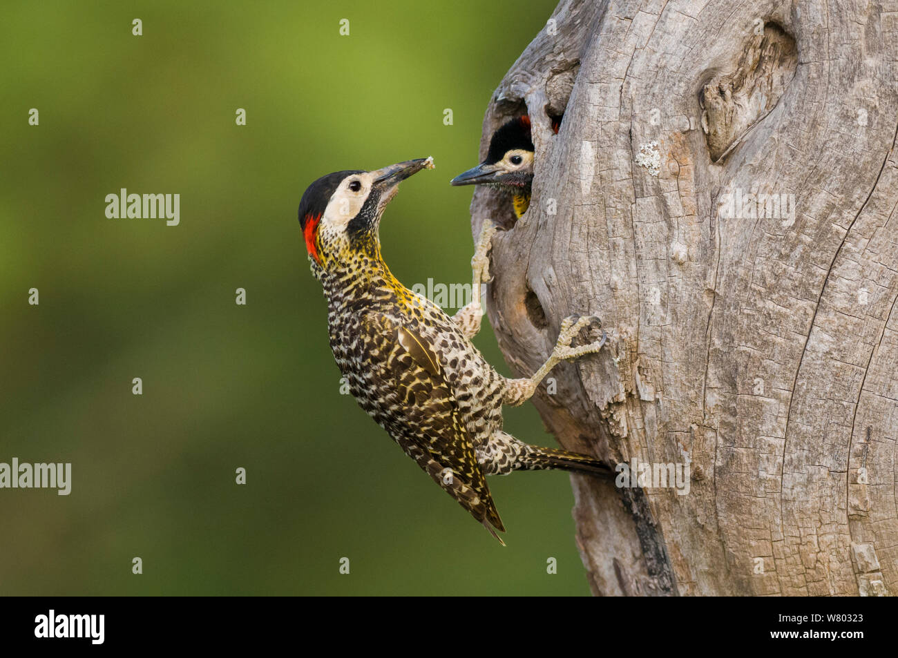 Green-barred woodpecker (Colaptes melanochloros) male at nest entrance, La Pampa, Argentina Stock Photo