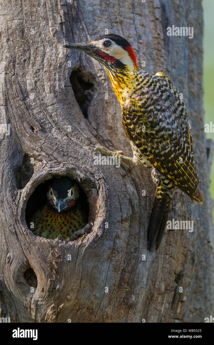 Green-barred woodpecker (Colaptes melanochloros) male at nest hole, La Pampa, Argentina Stock Photo