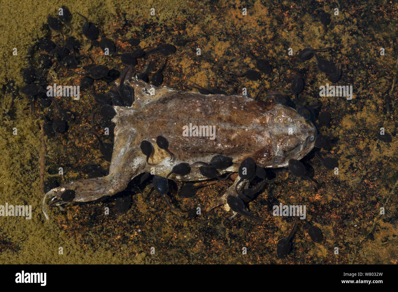 Tadpoles scavenging Common toad (Rhinella arenarum) carcass. Lihue Calel National Park, La Pampa, Argentina. Stock Photo