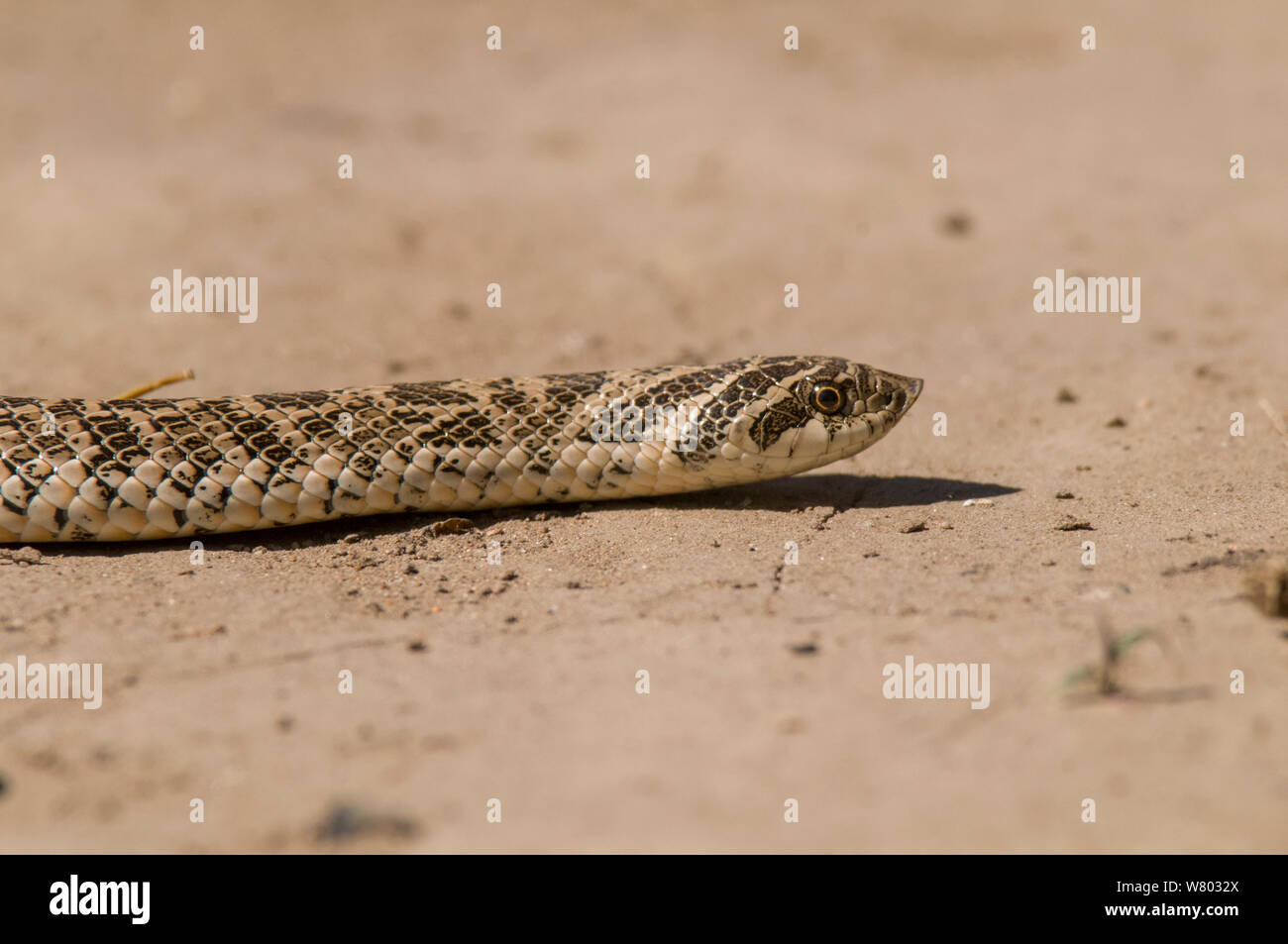 South American hognose snake (Lystrophys dorbignyi) La Pampa, Argentina. Stock Photo