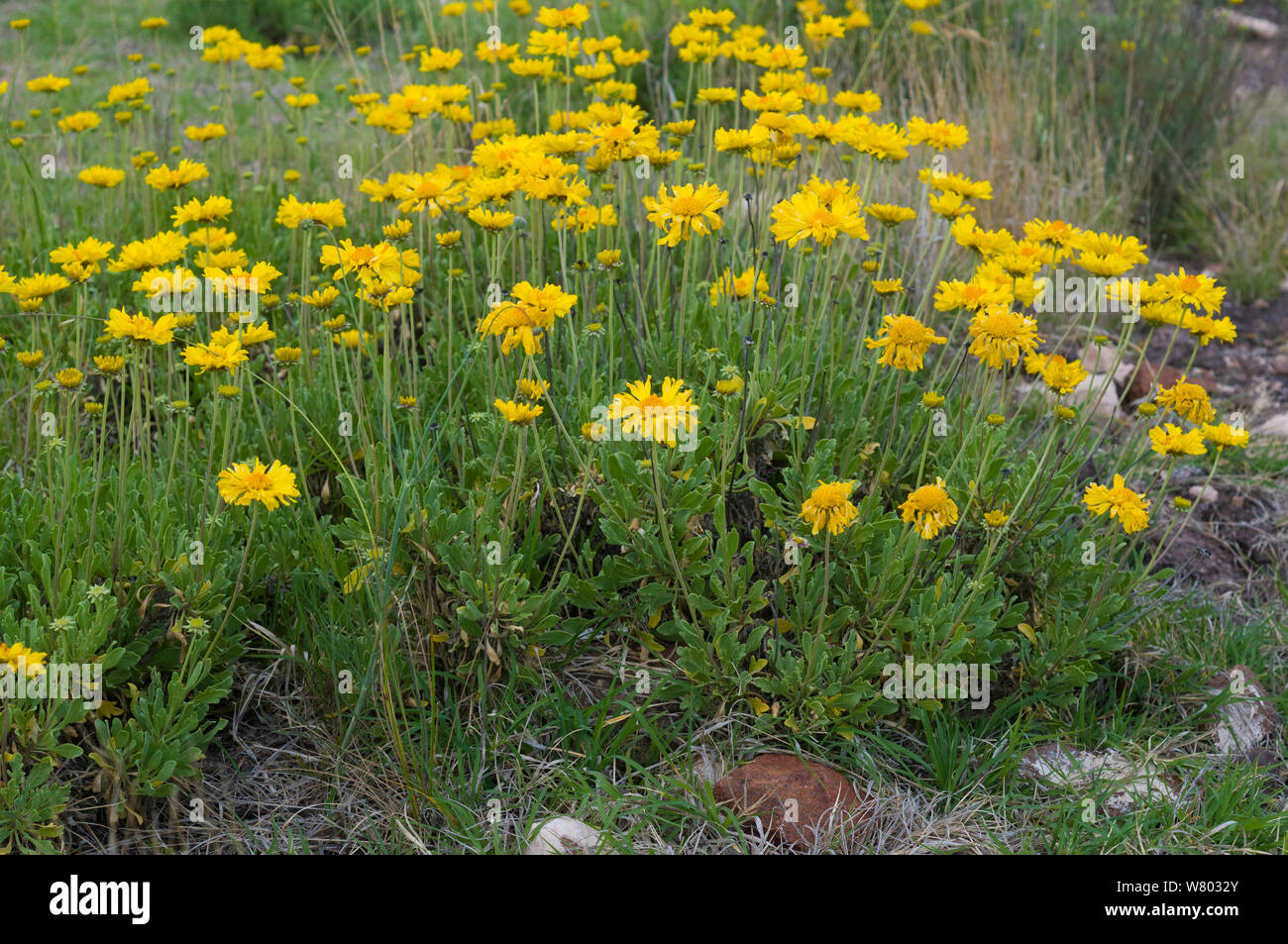 Margarita pampeana / Pampas blanket flower (Gaillardia cabrerae) Lihue Calel, National Park, La Pampa, Argentina. Endemic species Stock Photo