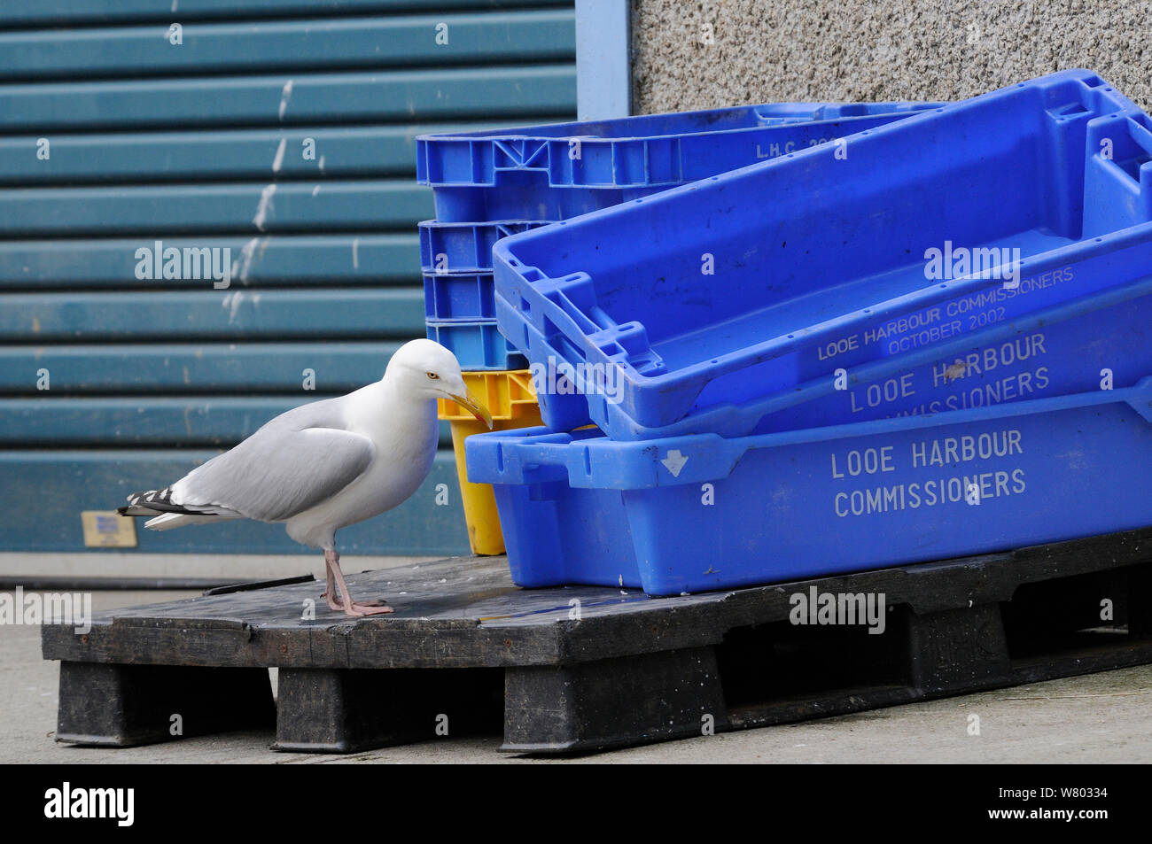Adult Herring gull (Larus argentatus) searching for scraps in fish boxes, Looe, Cornwall, UK, June. Stock Photo