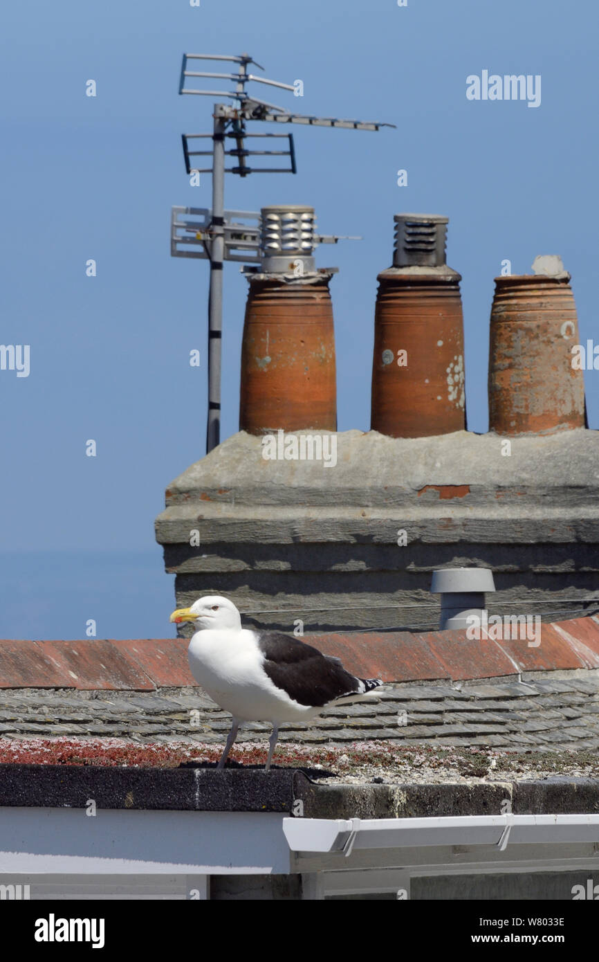Great black-backed gull (Larus marinus) standing on a rooftop looking for Herring gull chicks to predate, St.Ives, Cornwall, UK, June. Stock Photo