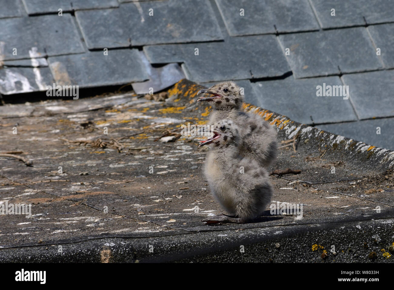 Two Herring gull chicks (Larus argentatus) on a rooftop, gaping in hot weather, St.Ives, Cornwall, UK, June. Stock Photo