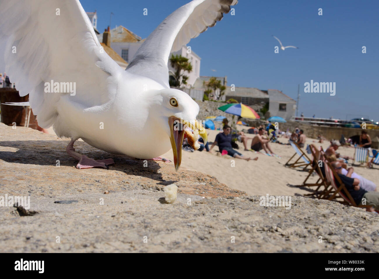 Adult Herring gull (Larus argentatus) scavenging left over food on beach, St.Ives, Cornwall, UK, June. Editorial use only. Stock Photo