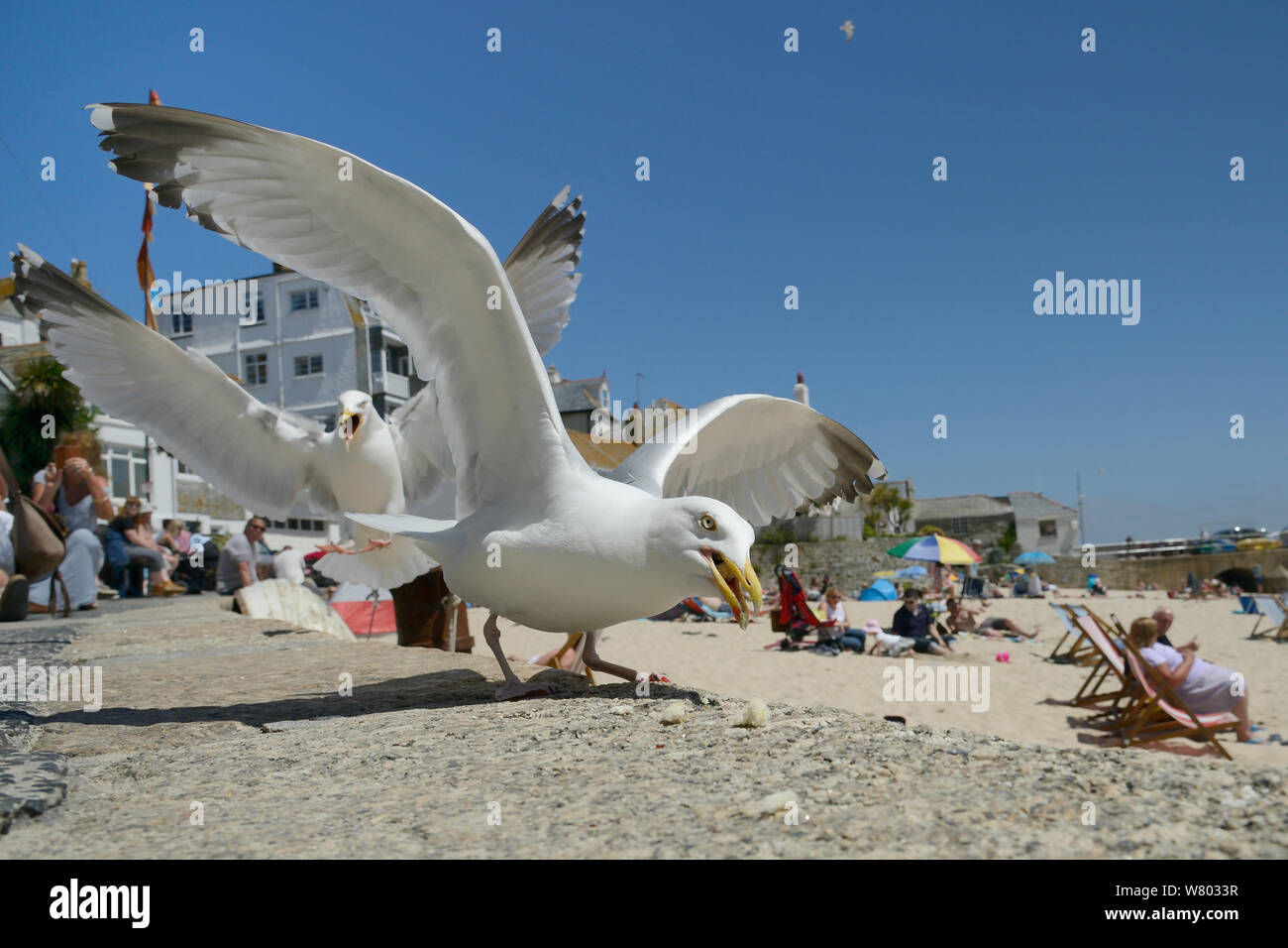 Adult Herring gulls (Larus argentatus) scavenging food left on beach, St.Ives, Cornwall, UK, June. Editorial use only. Stock Photo