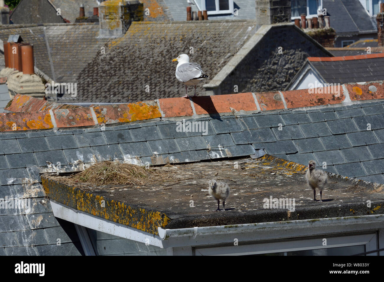 Two Herring gull chicks (Larus argentatus) walking on a rooftop with a parent perched nearby, St.Ives, Cornwall, UK, June. Stock Photo
