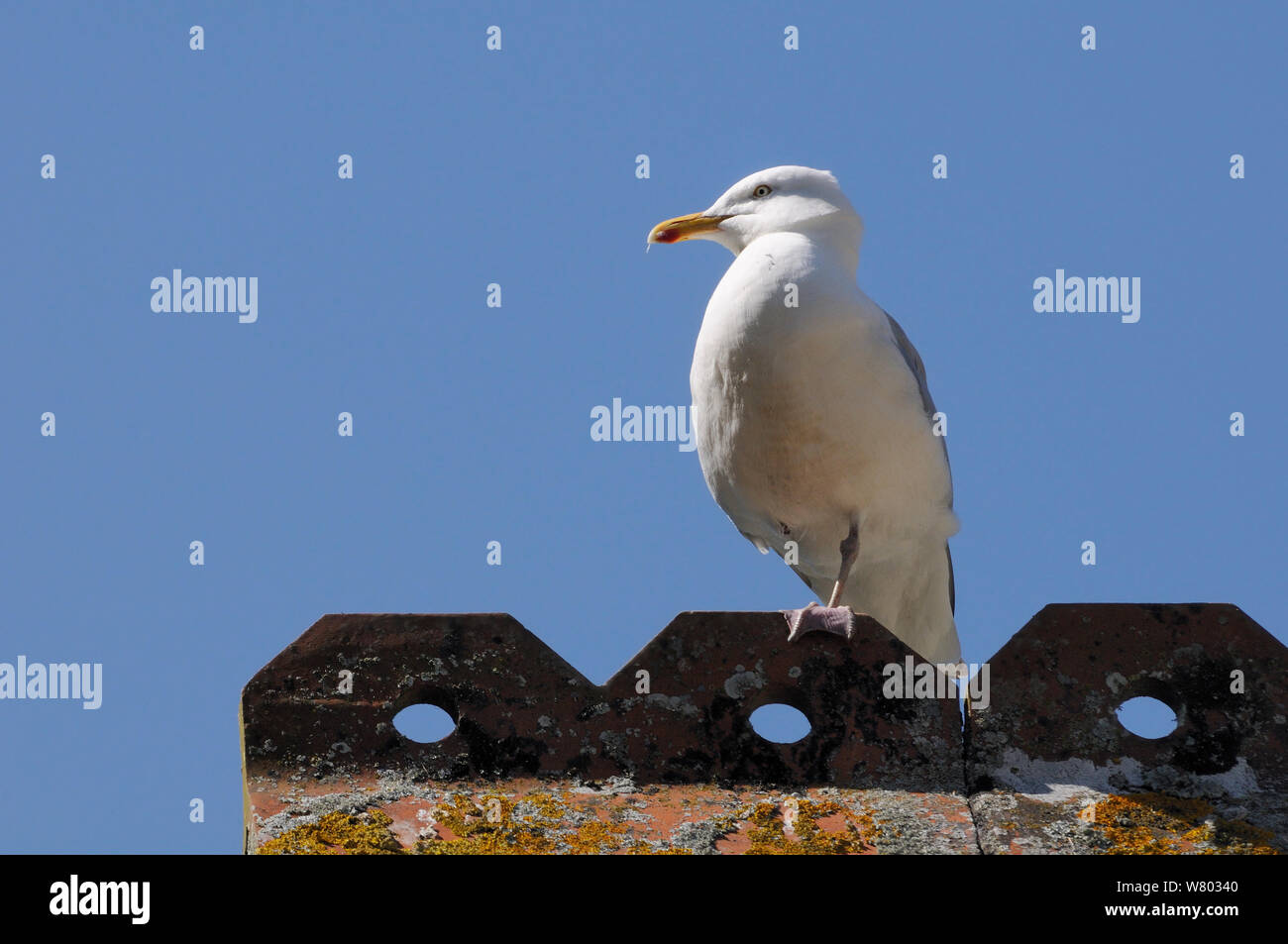 Adult Herring gull (Larus argentatus) standing on one leg on rooftop, Looe, Cornwall, UK, June. Editorial use only. Stock Photo