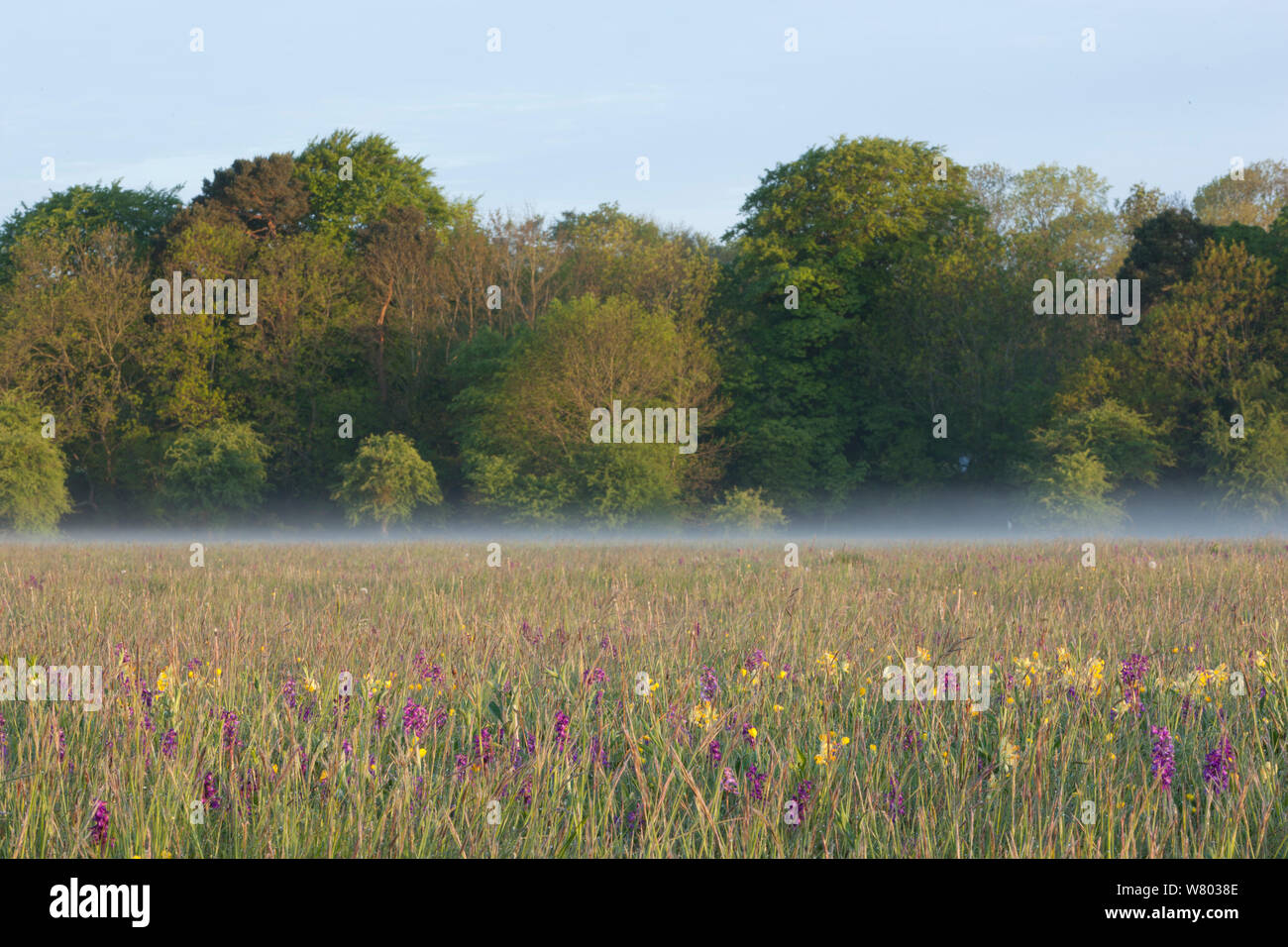 Wildflower meadow with green-winged orchids (Anacamptis morio), Cowslips (Primula veris) and Meadow buttercups (Ranunculus acris) in bloom , Ashton Court, North Somerset, UK, May. Stock Photo