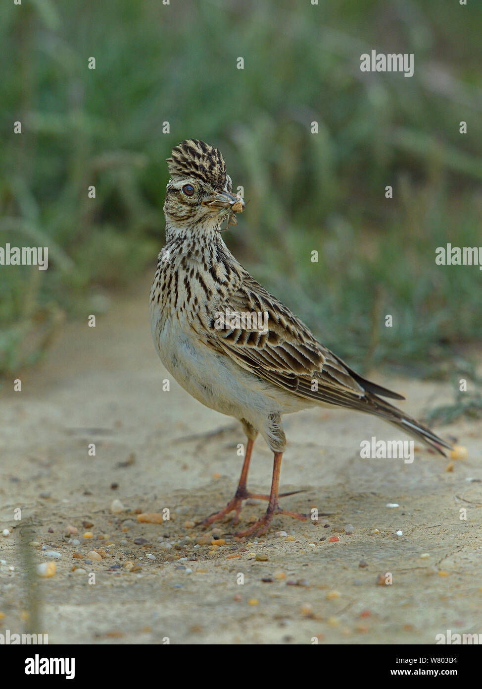 Crested lark (Galerida cristata) on ground with insect prey, Alentejo, Portugal, April. Stock Photo