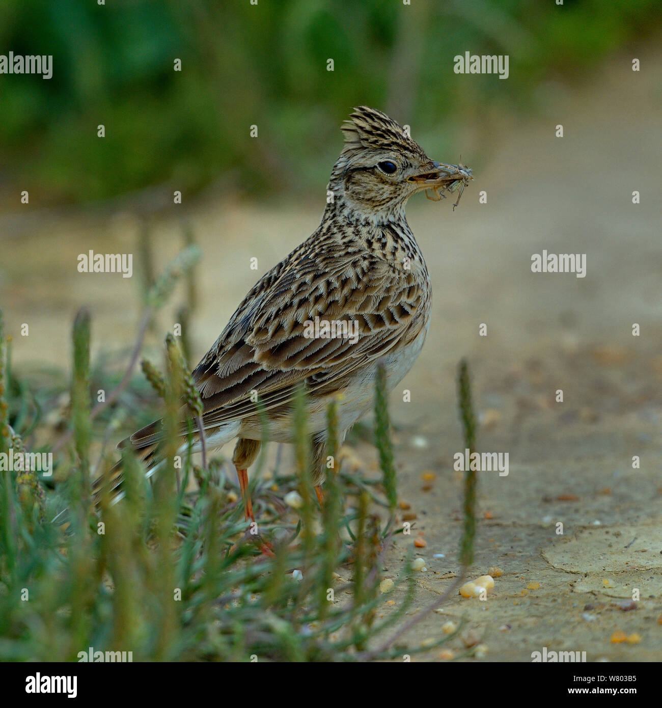 Crested lark (Galerida cristata) on ground with insect prey, Alentejo, Portugal, April. Stock Photo