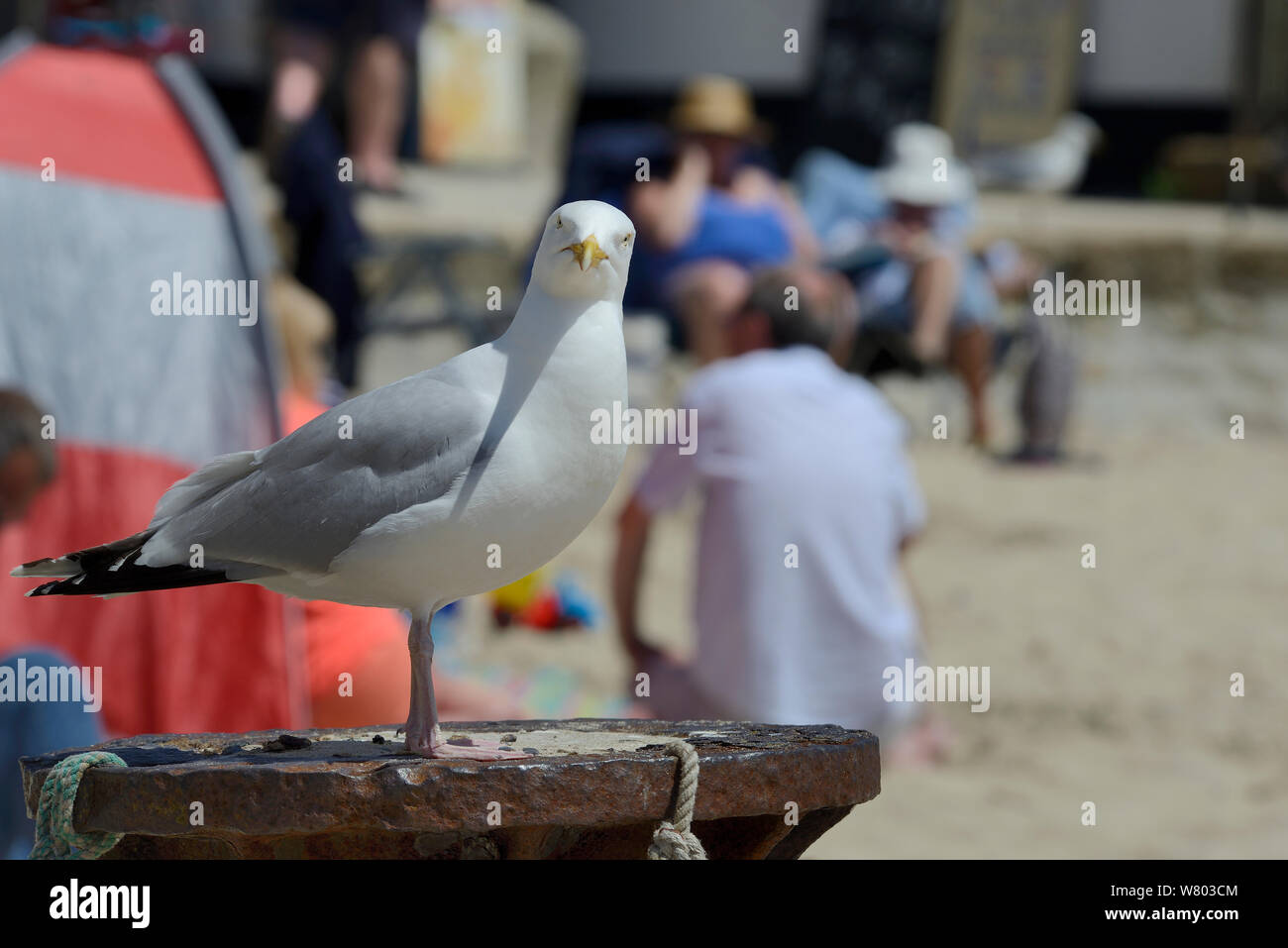 Adult Herring gull (Larus argentatus) perched on post at beach, looking at camera, St.Ives, Cornwall, UK, June. Stock Photo