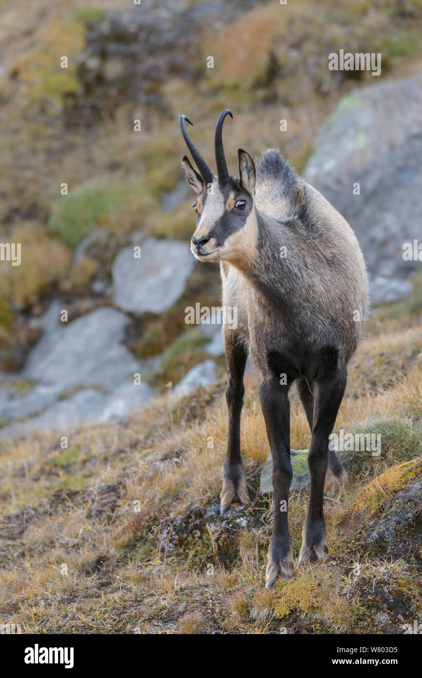 Male Chamois (Rupicapra rupicapra) posturing with hair raised along its back. Lauson&#39;s Valley, Gran Paradiso National Park, Italy, September. Stock Photo