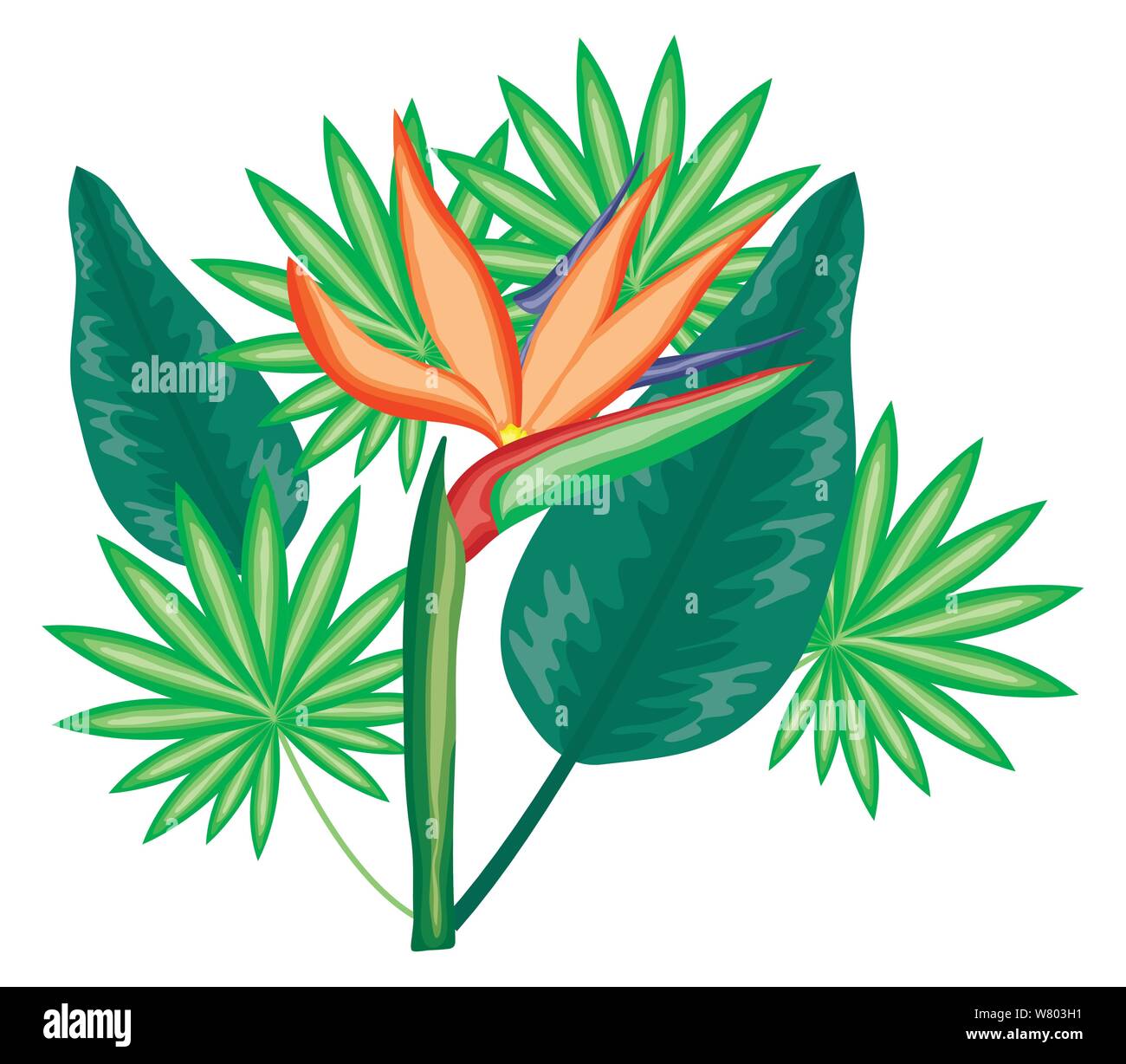 tropical heliconia flower and leafs plants vector illustration design ...