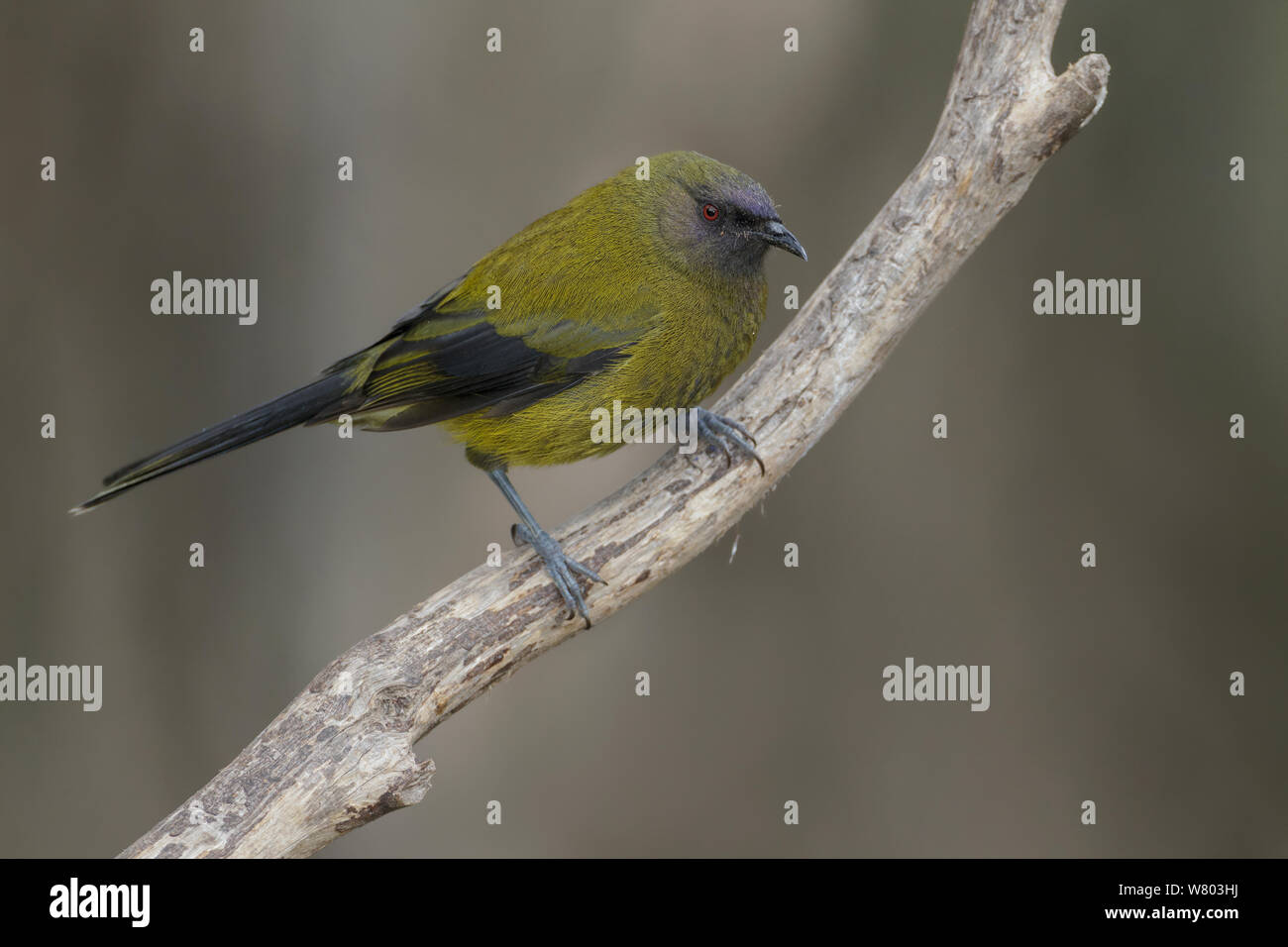 Adult New Zealand bellbird (Anthornis melanura) perched on a branch in the understorey. Orokonui Ecosanctuary, Otago Peninsula, South Island New Zealand. January.  Endemic Species. Stock Photo
