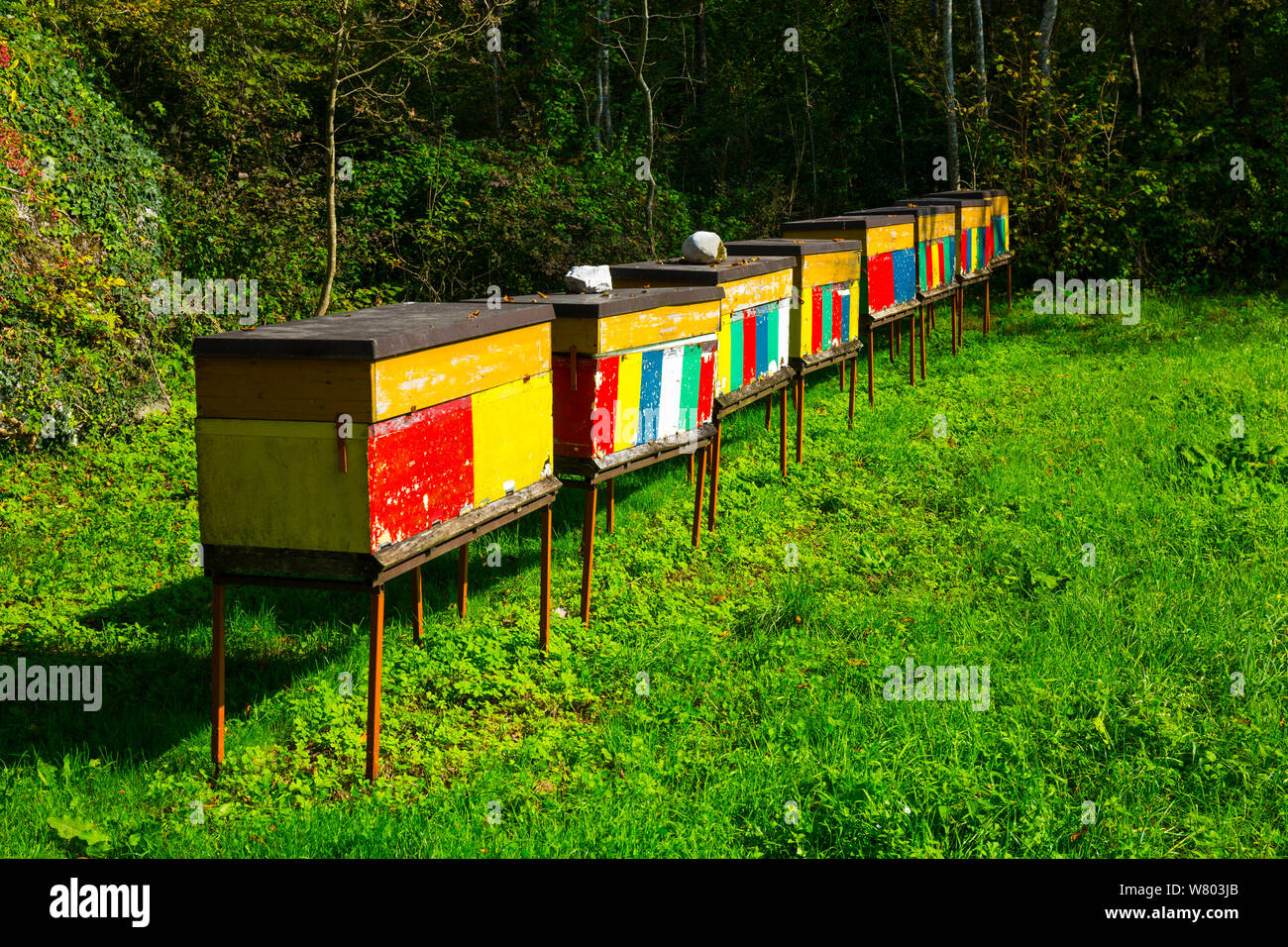 Row of colourful beehives, Soca Valley, Julian Alps, Slovenia, October 2014. Stock Photo