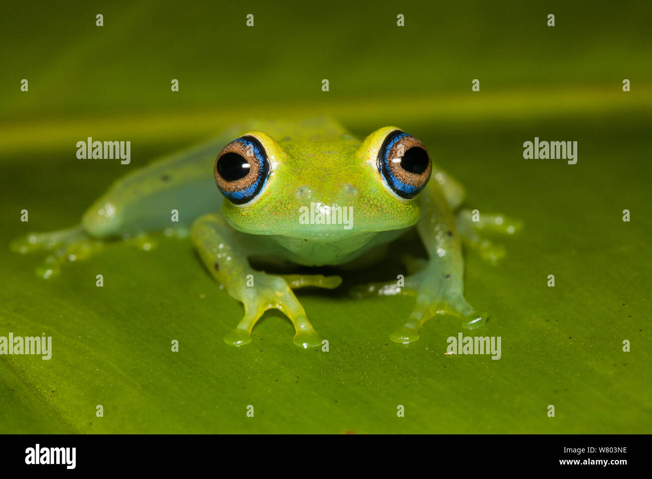 Green bright-eyed frog (Boophis viridis) Andasibe, Madagascar. Stock Photo