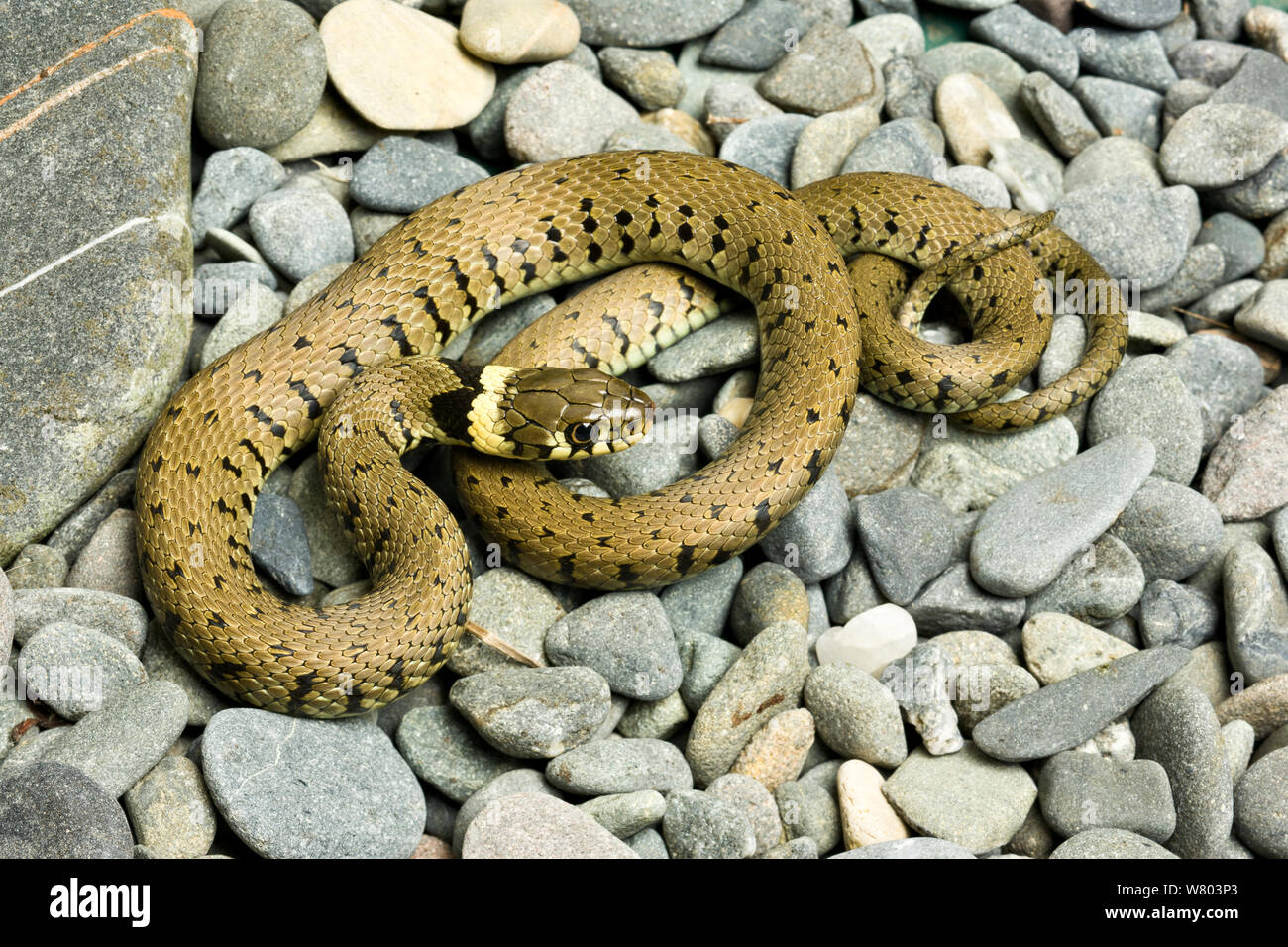 Grass snake (Natrix natrix helvetica) on stones, Yorkshire, England, UK, October. Stock Photo