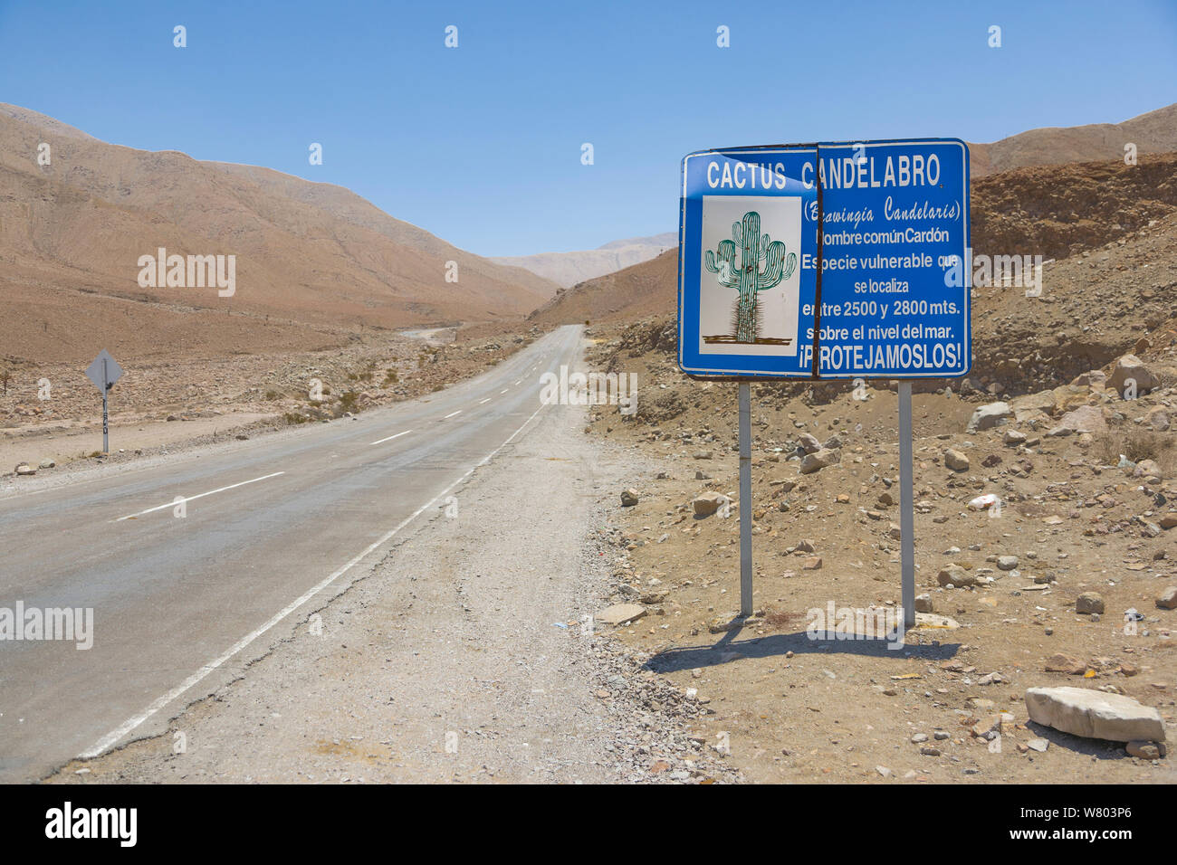 Road sign promoting conservation of the rare Candelabra cactus, (Browningia candelaris) Atacama Desert, Chile. Stock Photo