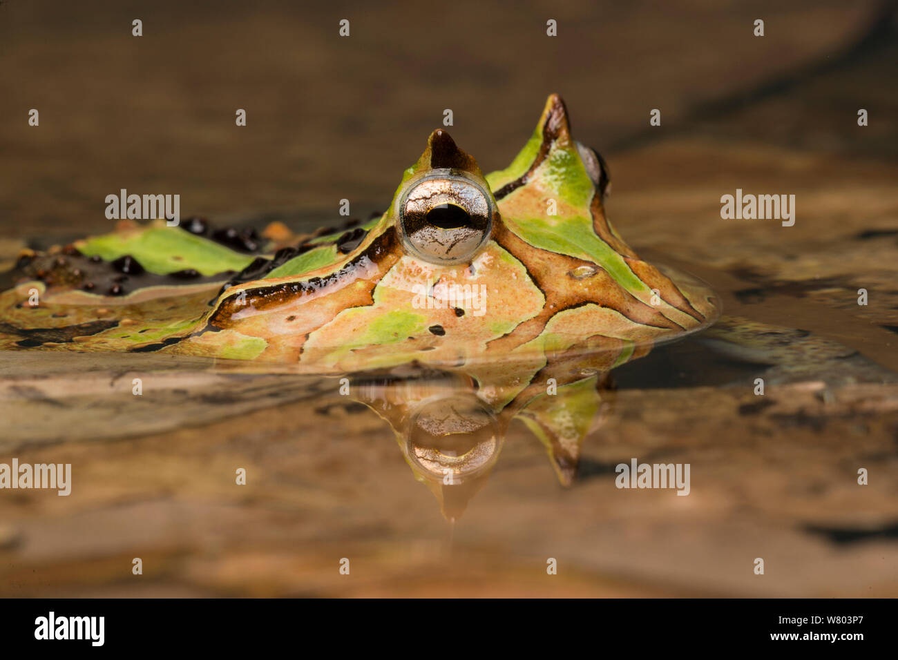Horned frog (Ceratophrys sp) in shallow water, captive occurs in South America. Stock Photo