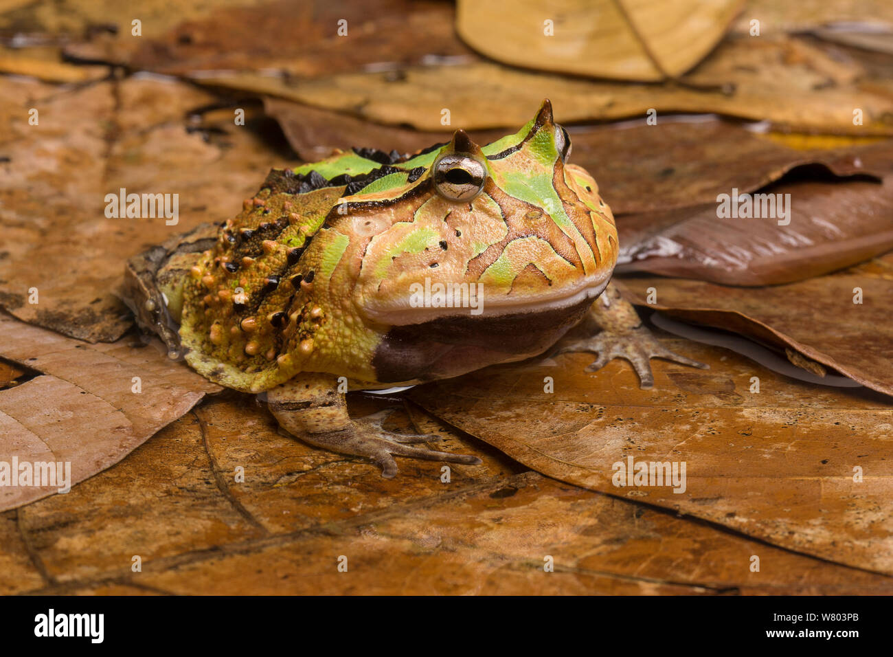 Horned frog (Ceratophrys sp) in shallow water, captive occurs in South America. Stock Photo