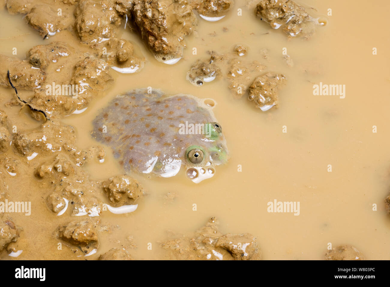 Budgett&#39;s Frog (Lepidobatrachus laevis) mostly submerged in muddy water, with eyes visible above water, captive, occurs in South America. Stock Photo