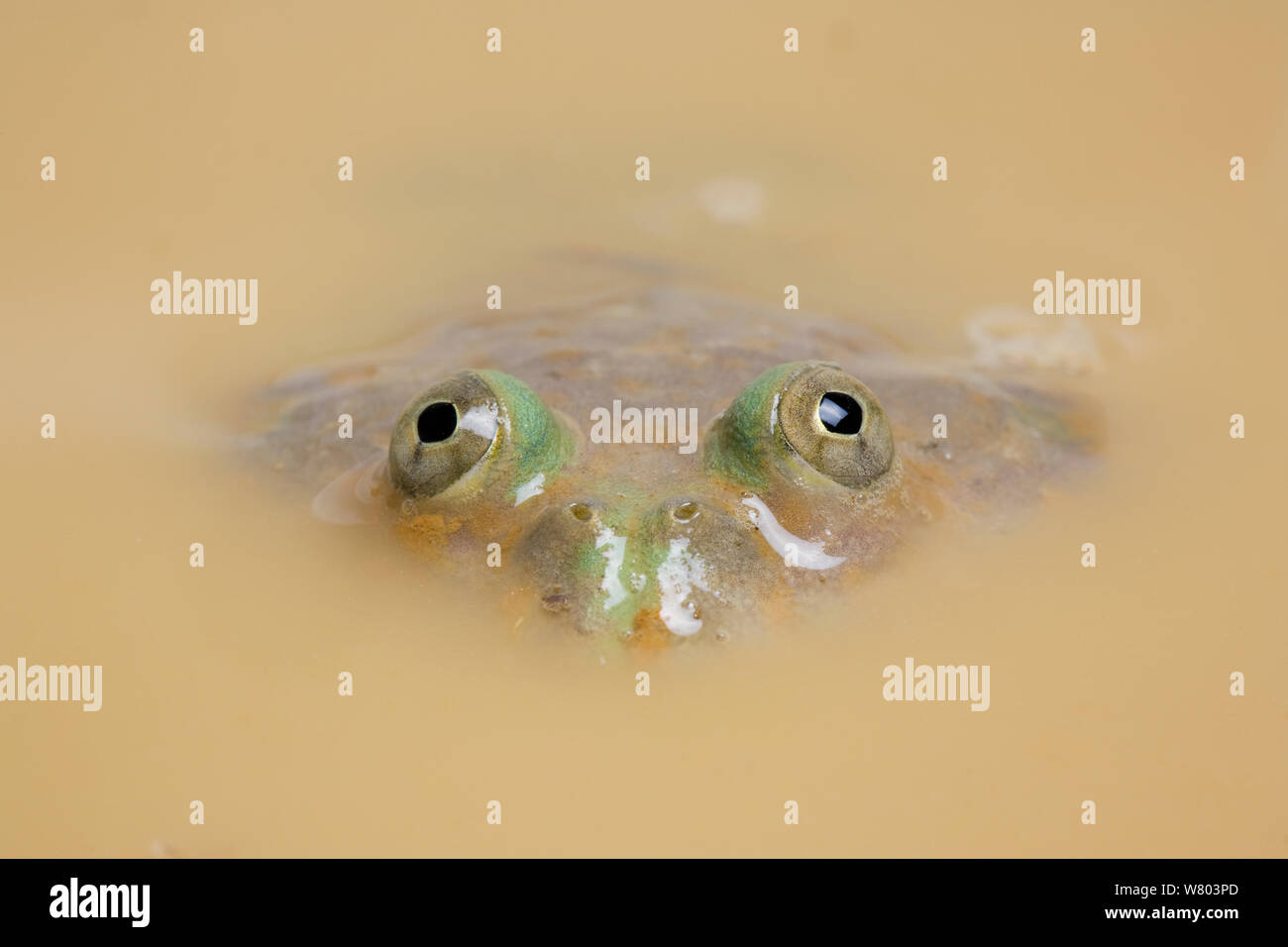 Budgett&#39;s Frog (Lepidobatrachus laevis) mostly submerged in muddy water, with eyes visible above water, captive, occurs in South America. Stock Photo