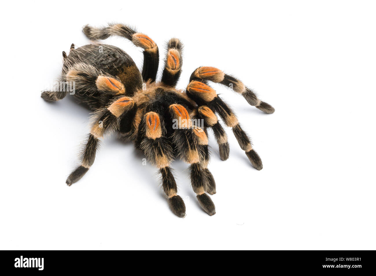 Mexican red-kneed tarantula (Brachypelma smithii) on white background, captive occurs in Mexico. Stock Photo