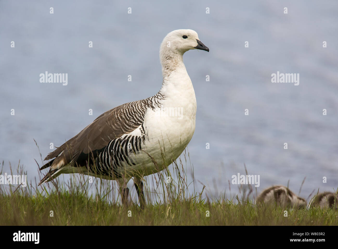 Upland goose (Chloephaga picta) male, Torres del Paine National Park, Chile. Stock Photo