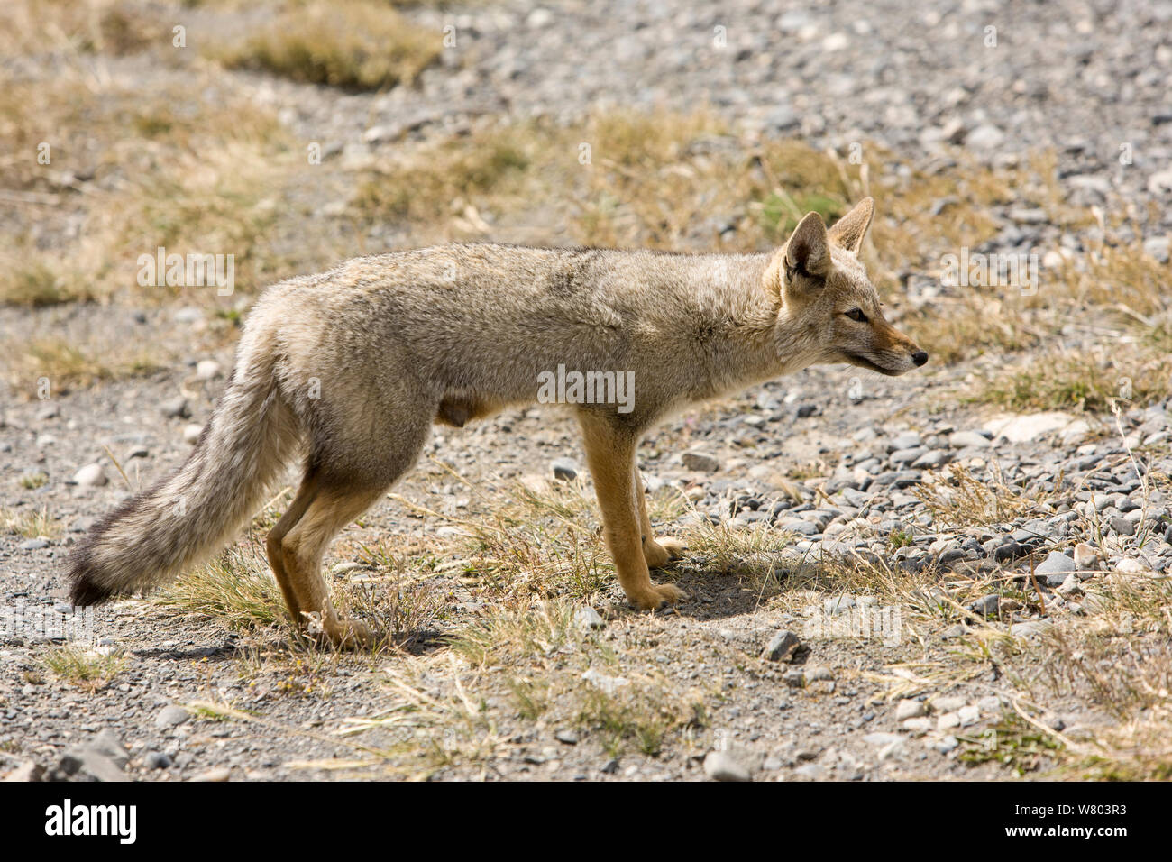 South American gray fox (Lycalopex griseus) Patagonia, Chile. Stock Photo