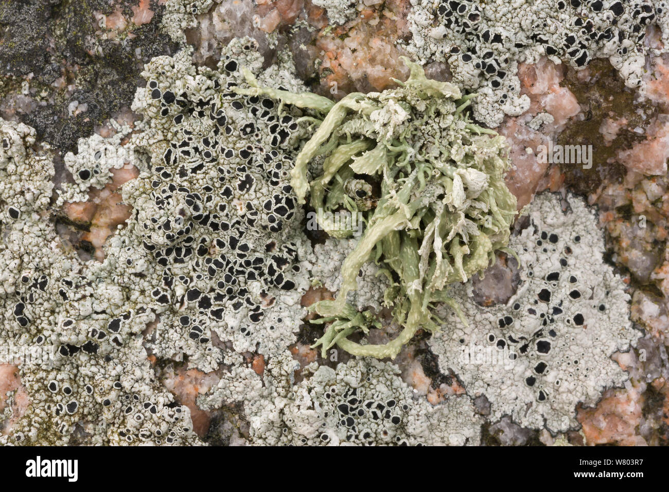 Sea ivory (Ramalina siliquosa) and Crustose lichen (Lecanora gangaleoides) on coastal rocks, Mull, Scotland, UK, June. Stock Photo