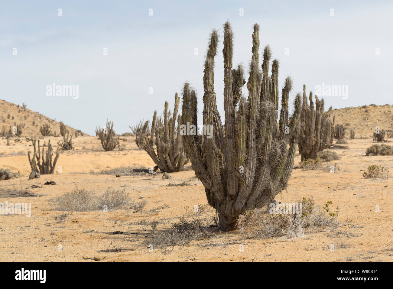 Copao cactus (Eulychnia breviflora) Pan de Azucar National Park, Chile. Stock Photo