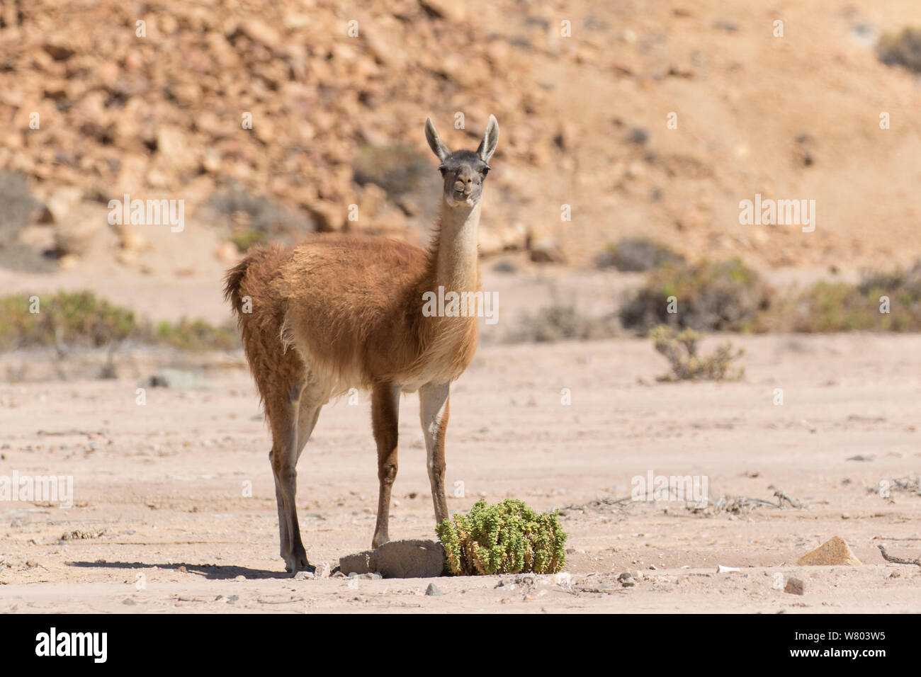 Guanaco (Lama guanicoe) Pan de Azudar National Park, Atacama Desert, Chile. Stock Photo