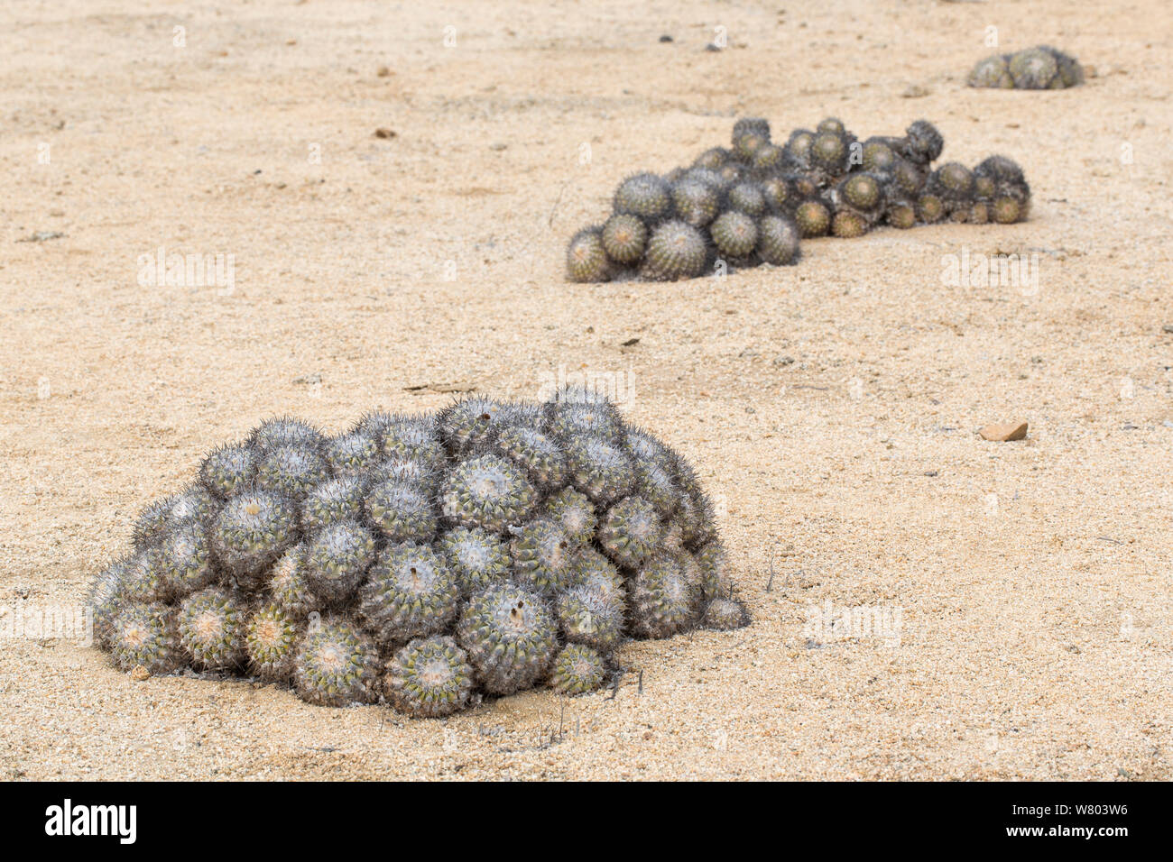 Barrel cacti (Copiapoa columna alba) all orientated to the north to minimise damage by the midday sun. Pan de Azucar National Park, Chile. Stock Photo