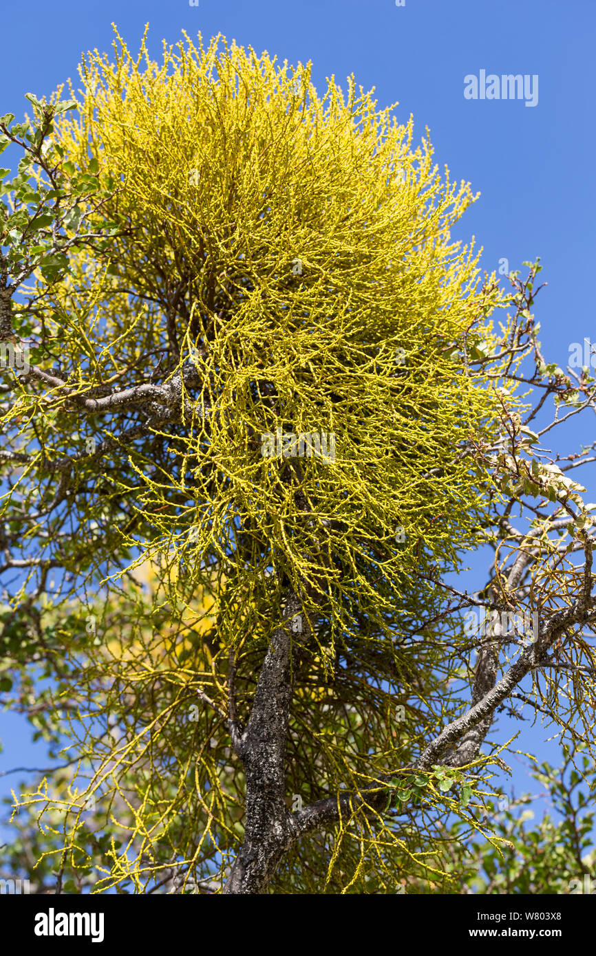 False mistletoe (Misodendrum punctulatum) growing on Lenga (Nothofagus antarctica) Patagonia, Chile. Stock Photo