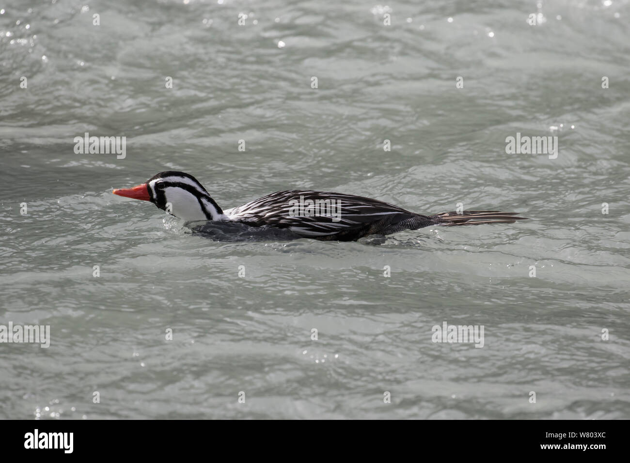 Torrent duck (Merganetta armata) male swimming, Torres del Paine National Park, Chile. Stock Photo