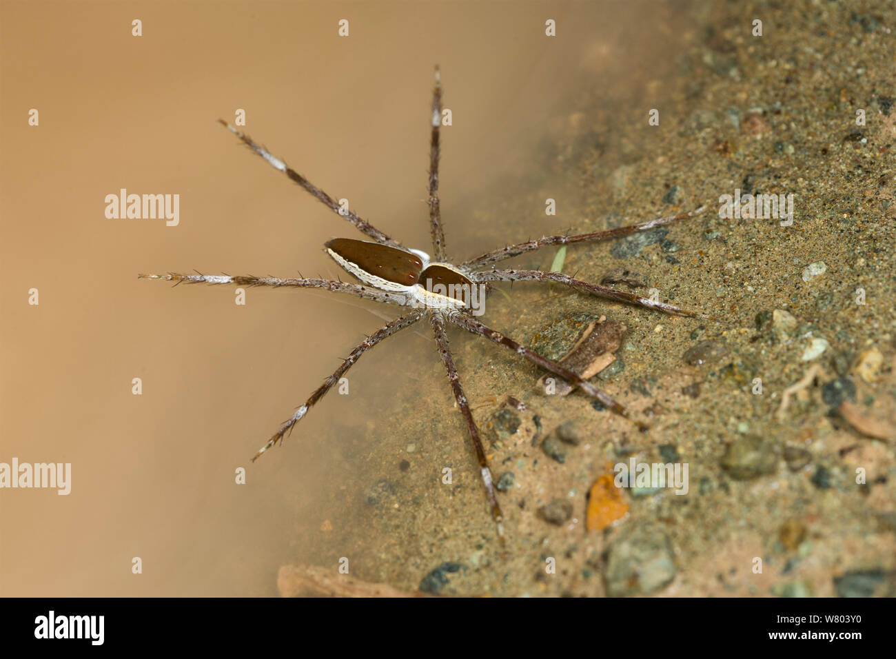 Raft spider (Dolomedes sp) Danum Valley, Borneo. Stock Photo