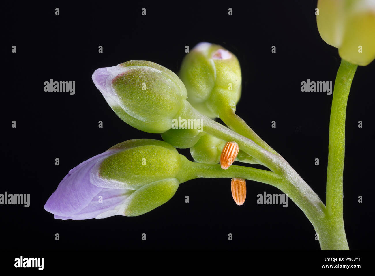 Orange-tip butterfly (Anthocharis cardamines) eggs on Cuckoo flower (Cardamine pratensis)  Nottingham, England, UK, May. Focus stacked image. Stock Photo