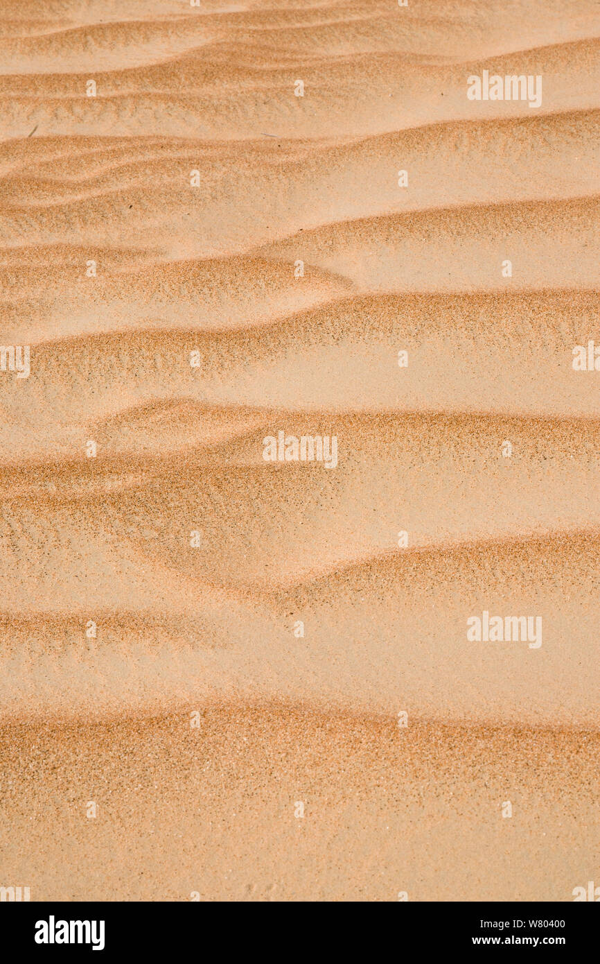 Windblown sand pattern in dunes. Arabian Desert, Dubai, UAE. Stock Photo