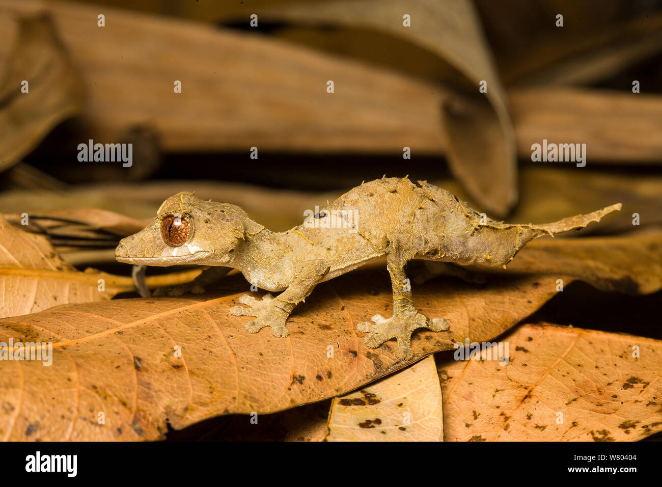 Leaf-tailed gecko (Uroplatus finiavana) on leaf litter, Montagne d&#39;Ambre, Madagascar. Stock Photo