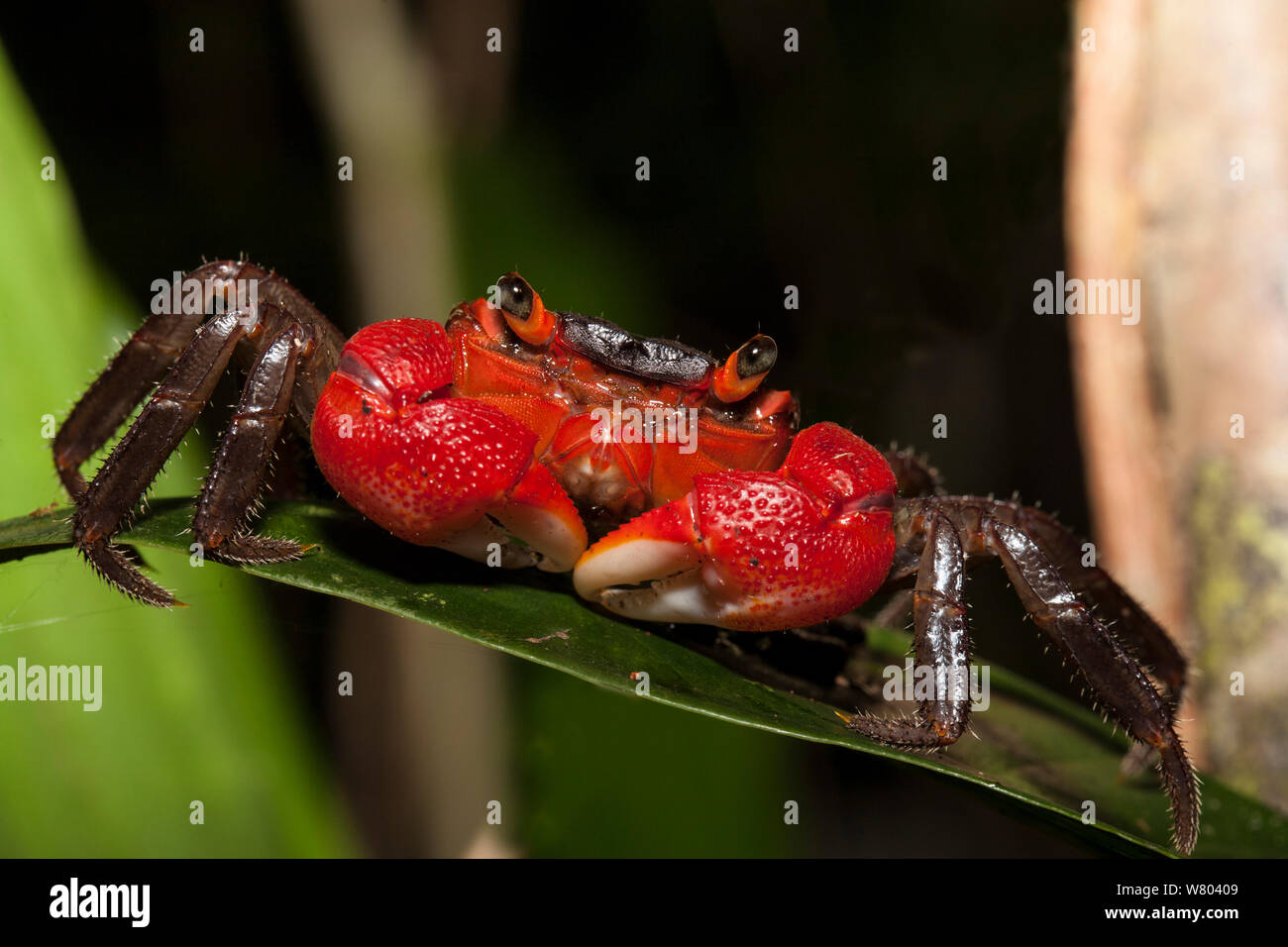 Tree-climbing land crab (Malagasya antongilensis) Nosy Mangabe, Madagascar. Stock Photo