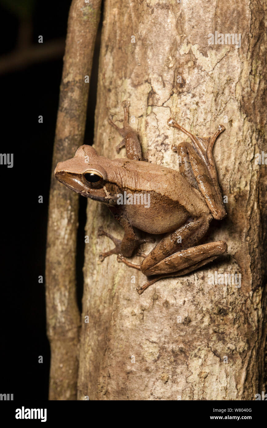 White-spotted Madagascar frog (Gephyromantis leucomaculatus) Nosy Mangabe, Madagascar. Stock Photo