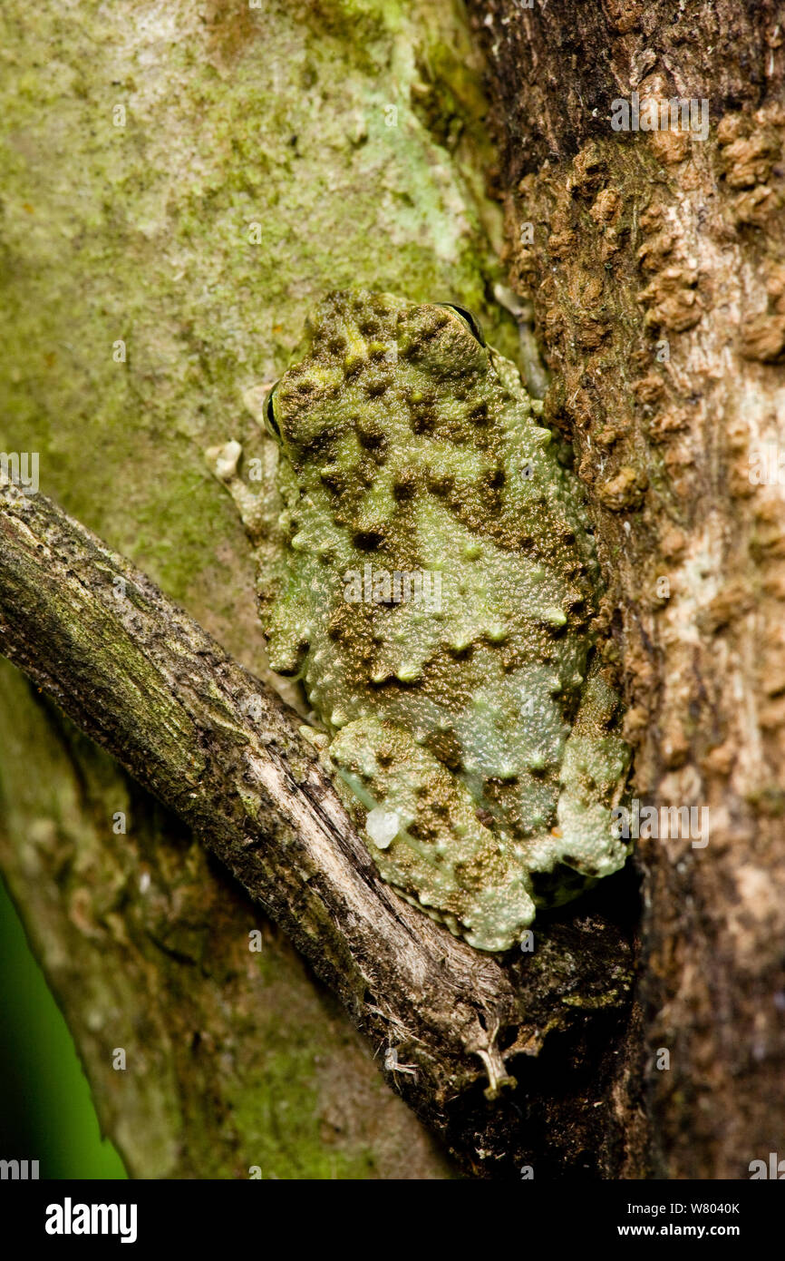 Webb&#39;s madagascar frog (Gephyromantis webbi) camouflaged on tree trunk, Nosy Mangabe, Madagascar. Endangered species.. Stock Photo