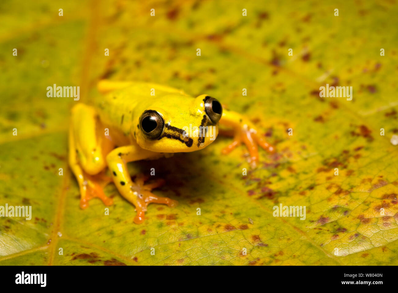 Madagascar reed frog (Heterixalus madagascariensis) Maroantsetra